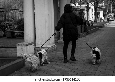 563 Woman walking dog behind Images, Stock Photos & Vectors | Shutterstock