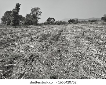 Black and White photo of indian dry  farm 