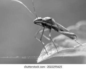 Black And White Photo Of An Insect With A Macro Lens.