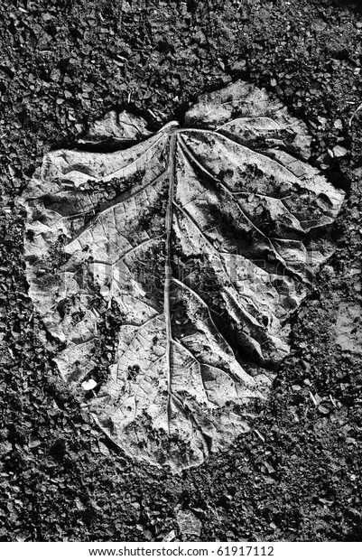 black- white\
photo of leaf print on the\
ground