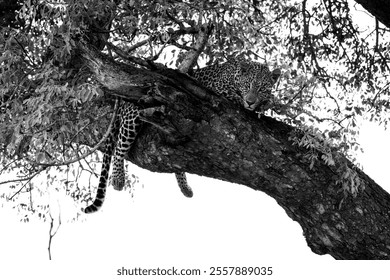 Black and white photo of a leopard resting on a tree branch, emphasizing its sleek form and spotted coat against the textured bark and foliage. - Powered by Shutterstock