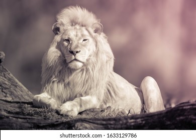 Black And White Photo Of White Lion Sitting On Jungle.