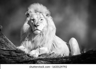 Black And White Photo Of White Lion Sitting On Jungle.