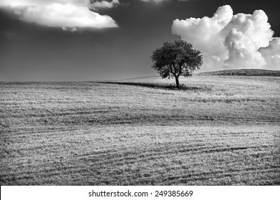 Black and white photo of a lonely tree on the hill, beautiful cloudy sky, wonderful natural landscape, conception of solitude, Tuscany, Italy - Powered by Shutterstock