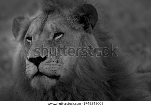 Black and white photo of\
a male lion.