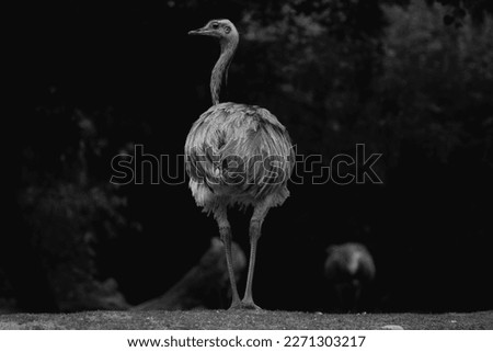 black and white photo of ostrich