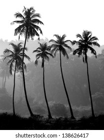 Black And White Photo Of Palm Trees Silhouette, India