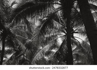 A black and white photo of palm trees with a blurry effect. Concept of mystery and intrigue, as the viewer is left to imagine the details of the trees and their surroundings - Powered by Shutterstock