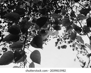 A Black And White Photo Of Pho Leaves And Branches From The Bottom Up View.