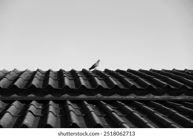 Black and white photo of a pigeon perched on a roof. - Powered by Shutterstock