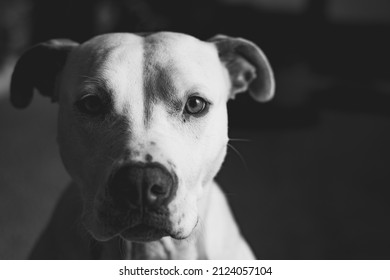 5,193 Pitbull black white Stock Photos, Images & Photography | Shutterstock