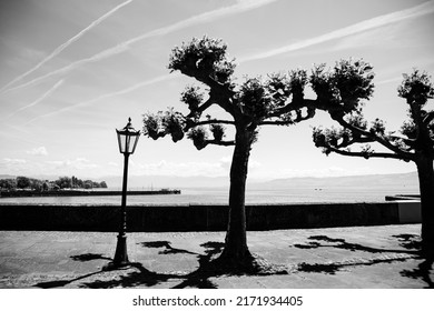 Black and white photo of platan trees on the Constance lake side