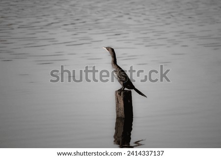 Black and white photo of  Pygmy cormorant (Microcarbo pygmaeus). Pygmy cormorant  perched on a log in the water. Animal, bird idea concept. Ornithology. No people, nobody Wildlife.