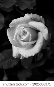 Rose Noir Images Photos Et Images Vectorielles De Stock Shutterstock Rose Noir Images Photos Et Images Vectorielles De Stock Shutterstock