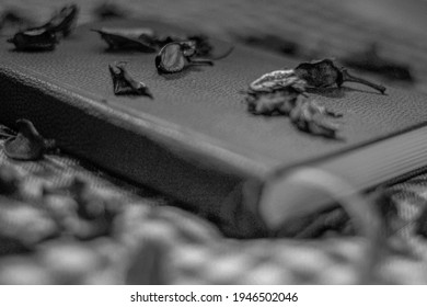 Black And White Photo Of Rose Petals Spilled On Book