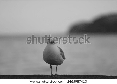 Similar – Image, Stock Photo You or me! Water Animal