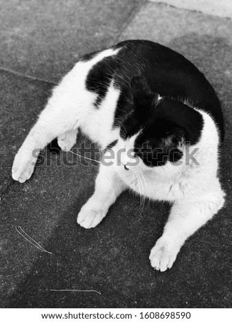 Similar – cat Cat Sweet Black White