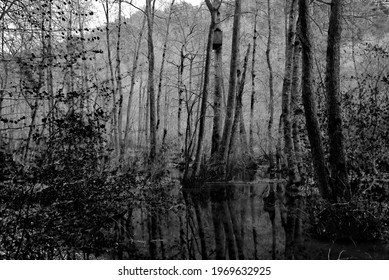 993 Murky swamp Images, Stock Photos & Vectors | Shutterstock