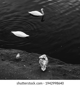 Black And White Photo Of The Swan