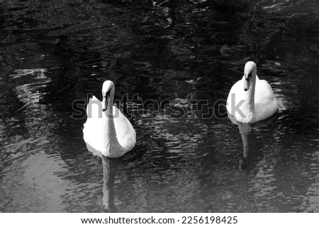 Black and white photo with white swans on black background in style of old black and white retro photo as sample of black and white photo