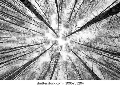 Black White Photo Trees Forest Perspective Stock Photo (Edit Now) 773375008