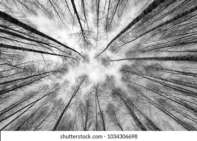 Black White Photo Trees Forest Perspective Stock Photo (edit Now) 773375008