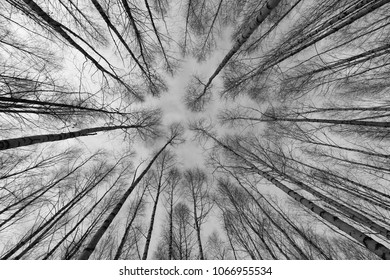 Black White Photo Trees Forest Perspective Stock Photo (Edit Now) 773375008