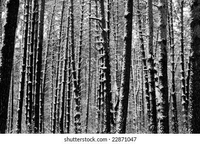 50,014 Black and white forest photo Images, Stock Photos & Vectors ...