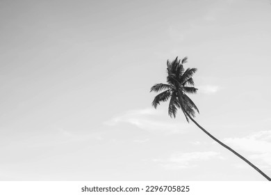 Black and white photo of Tropical paradise beach with coconut trees. Summer tropical landscape, panoramic view. travel tourism panorama background concept. Copy empty blank text space. Desaturated.