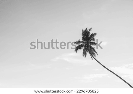 Black and white photo of Tropical paradise beach with coconut trees. Summer tropical landscape, panoramic view. travel tourism panorama background concept. Copy empty blank text space. Desaturated.