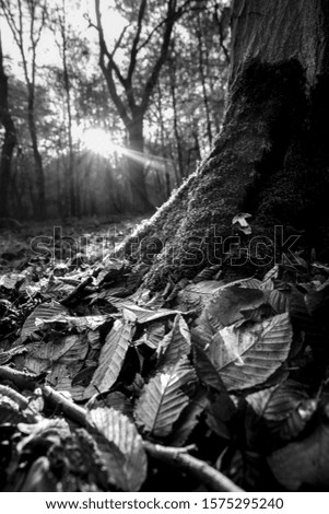 Similar – Image, Stock Photo shadow Environment Nature