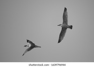 Black and white photo of two seagulls, with one of them having just caught a fish - Shutterstock ID 1639796944