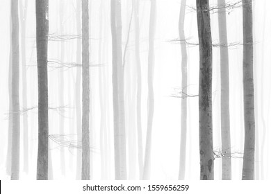 Black and white photo of winter snowy forest, bare tree trunks, foggy background