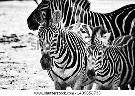 Black and white photo of zebras in Bandia resererve, Senegal. It is wildlife animals photography in Africa. There is mother and her zebras baby.