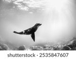 A black and white photograph of an Australian fur seal swimming toward the surface, illuminated by sunlight, at Montague Island, Australia.