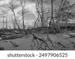 Black and white photograph of a barren, eerie landscape with dead trees and tangled roots on a beach. The dramatic sky adds to the desolate and haunting atmosphere.