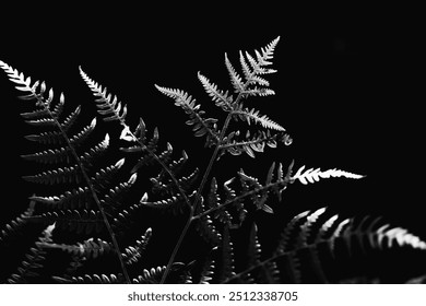 A black and white photograph of a beautiful fern leaf, illuminated by the sunlight. The vegetation and flora are depicted in this image. - Powered by Shutterstock