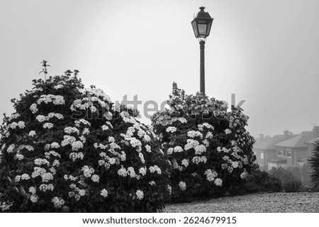 Black and white photograph of a bucolic corner in a garden with a streetlamp on a foggy morning, in Arroyomolinos, Madrid, Spain.