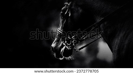 The black and white photograph captures the portrait of a horse wearing a bridle. The equestrian sport competitions. Equestrianism and horsemanship. The horseback riding.