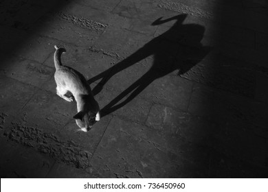 Black and white photograph of a cat with shadows from high angle view.