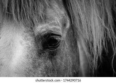 Close Photograph Bay Horses Ears Brown Stock Photo 1744299098 ...