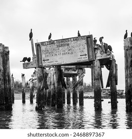 A black and white photograph of a flock of cormorants perched atop weathered wooden pilings that once supported a dock at Moss Landing Harbor. - Powered by Shutterstock