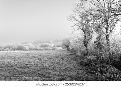 A black and white photograph of a frosty countryside landscape. The image features bare trees covered in frost on the right, with a field and distant frost-laden trees stretching into the background. - Powered by Shutterstock