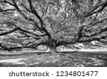 Black and white photograph of a giant Jamjuree tree at Kanchanaburi, thailand. nature background concept