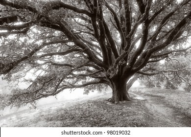 Black and white photograph of a giant oak tree on a misty morning on a California hillside