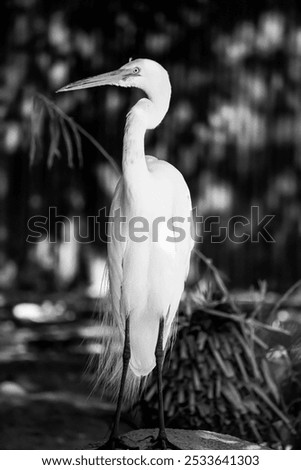 Similar – Image, Stock Photo Adult Great egret bird Ardea alba perches in a tree