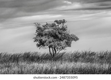 Black and white photograph of lone tree in a grassy field, under a cloudy, dramatic sky - Powered by Shutterstock