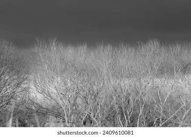 Black and white photograph of trees against a stormy sky.  Dark clouds above. Copy space. - Powered by Shutterstock