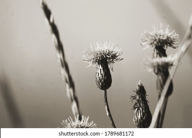 Black and white photographs of meadow and garden flowers in Russia. Monochrome.