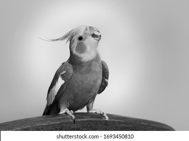 black and white cockatiel